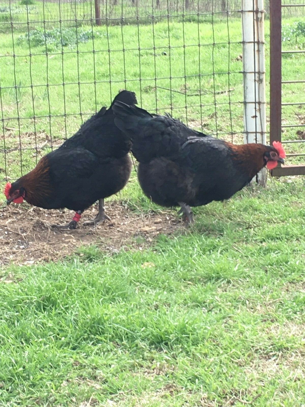 6+ 2 Black Copper Maran Hatching Eggs