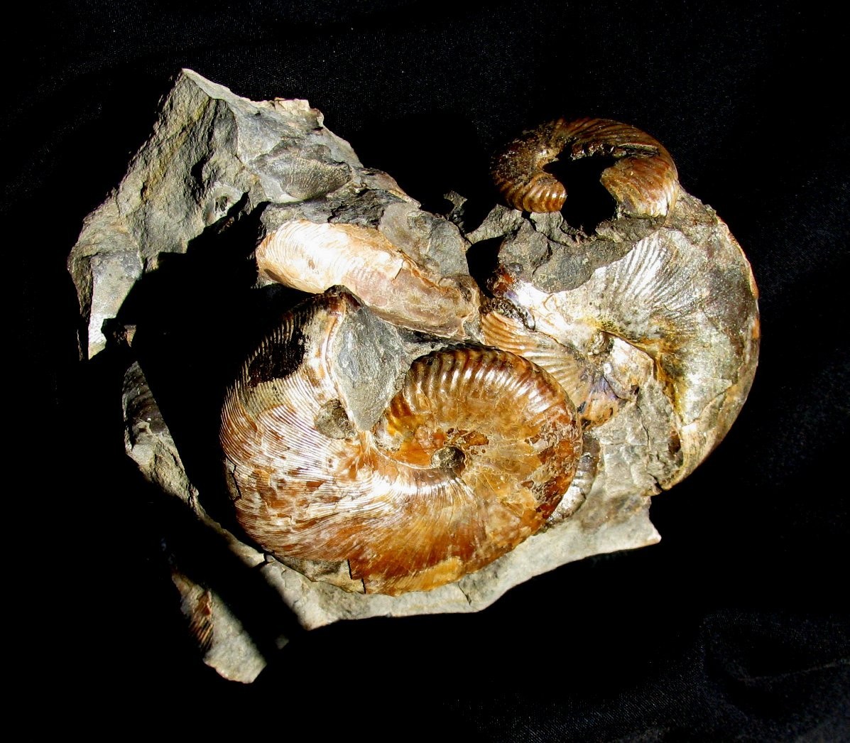 BEAUTIFUL MULTIPLE HOPLOSCAPHITES AMMONITE FOSSIL FROM USA - FABULOUS DISPLAY!