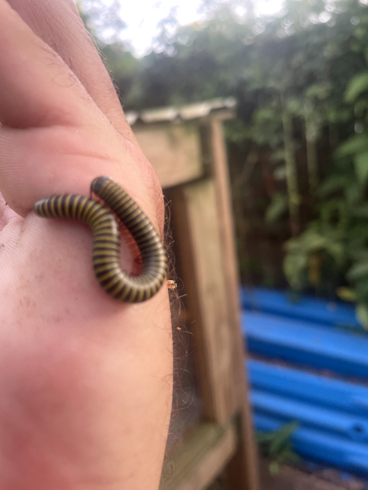 Live Bumblebee Millipedes - Breeding Pair M/F (Composting)