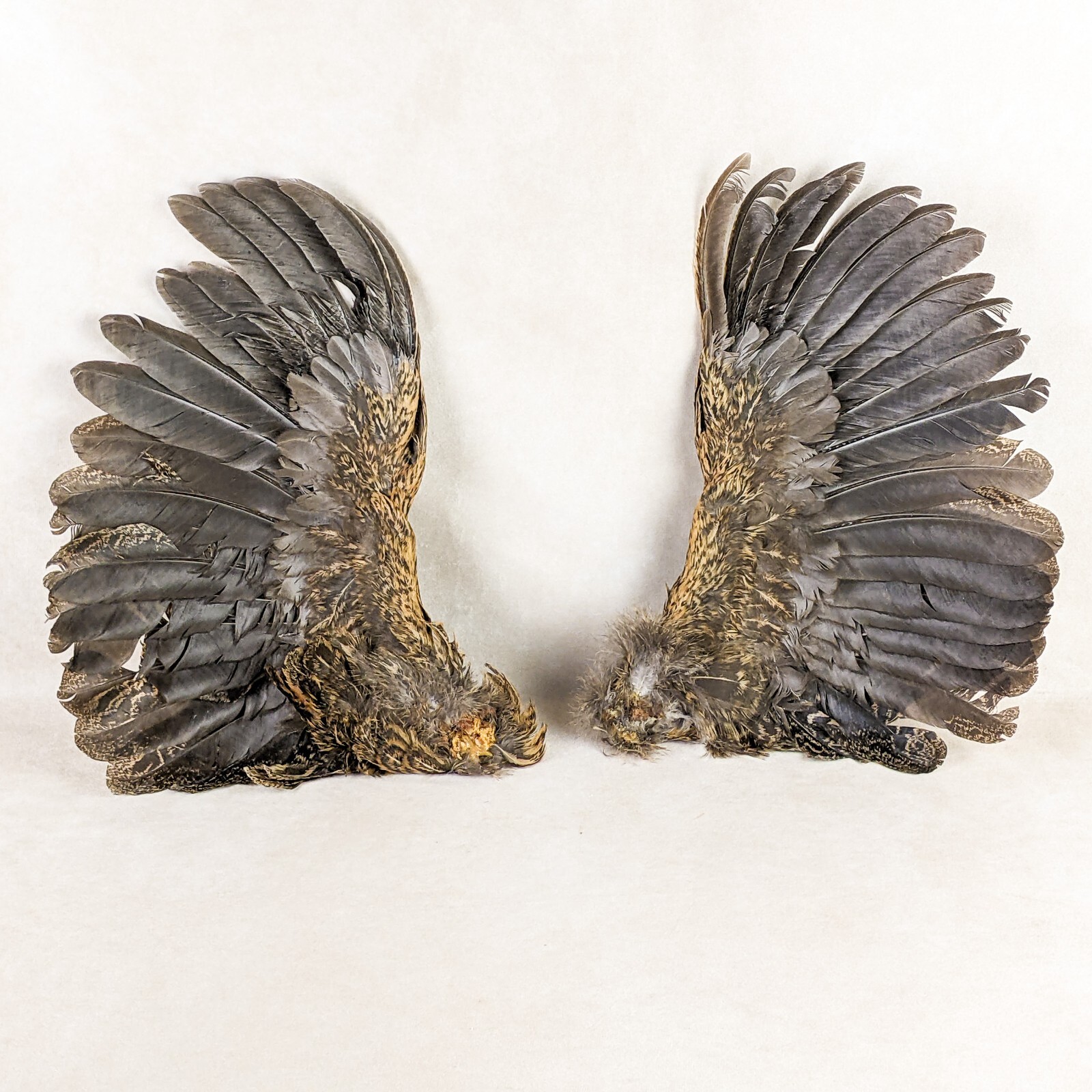 Chicken 13" Rooster Brown/Grey Wings Taxidermy curiosity Craft Bird Feather gift