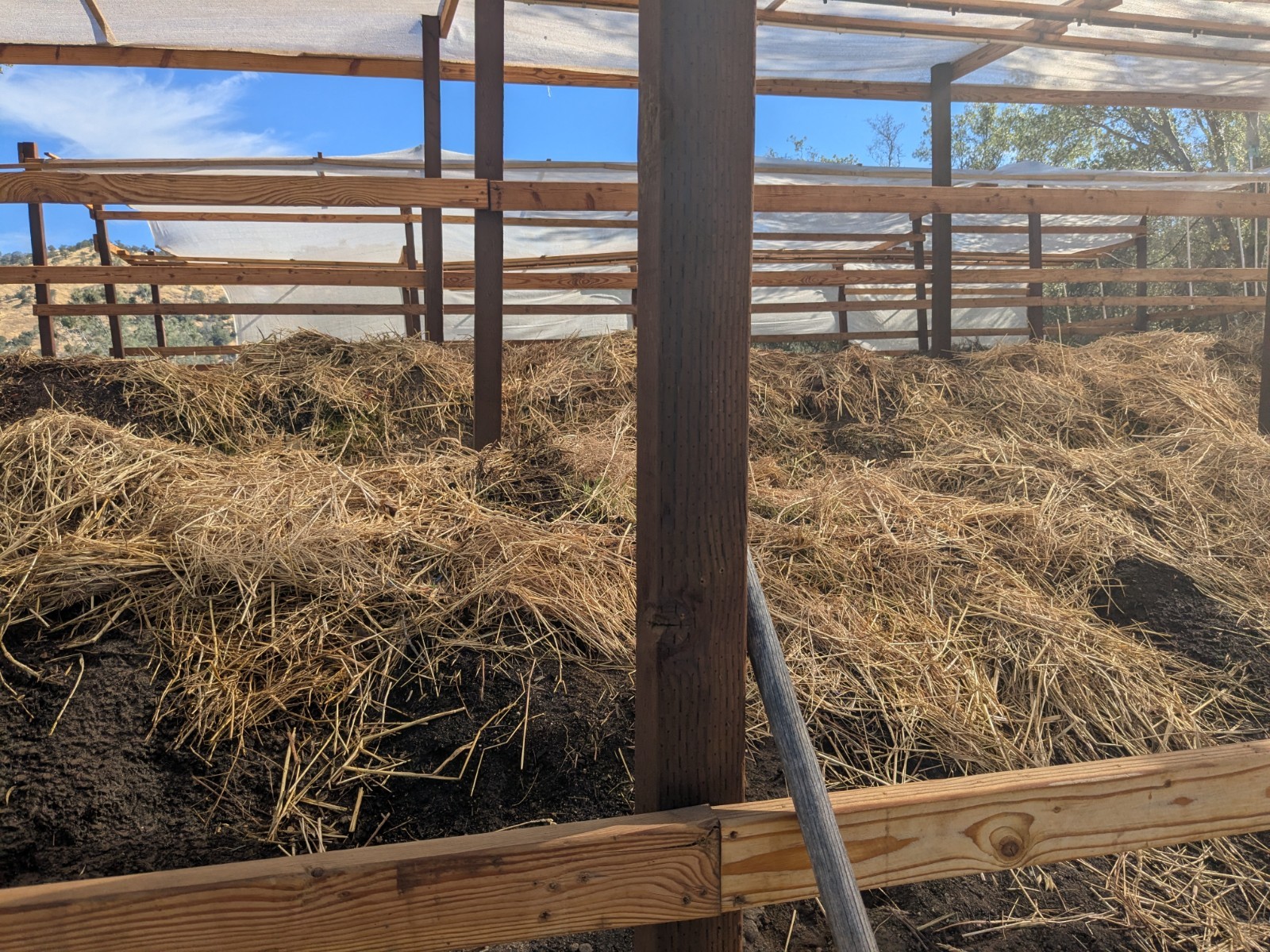 1 lb/ 1000 Ct Live Red Wiggler Composting Worms - Eisenia Fetida-live delivery