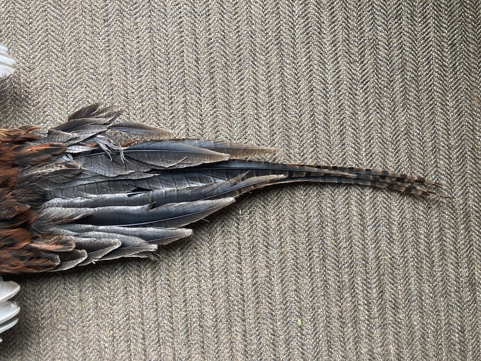 Rooster RINGNECK PHEASANT SKIN 2 Wings Tail Feathers Wall Art Taxidermy Man Cave