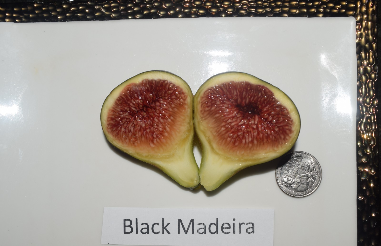 Fig Tree Cuttings. TWO FREE GIFTS. Choose Your Varieties. 50+ varieties!