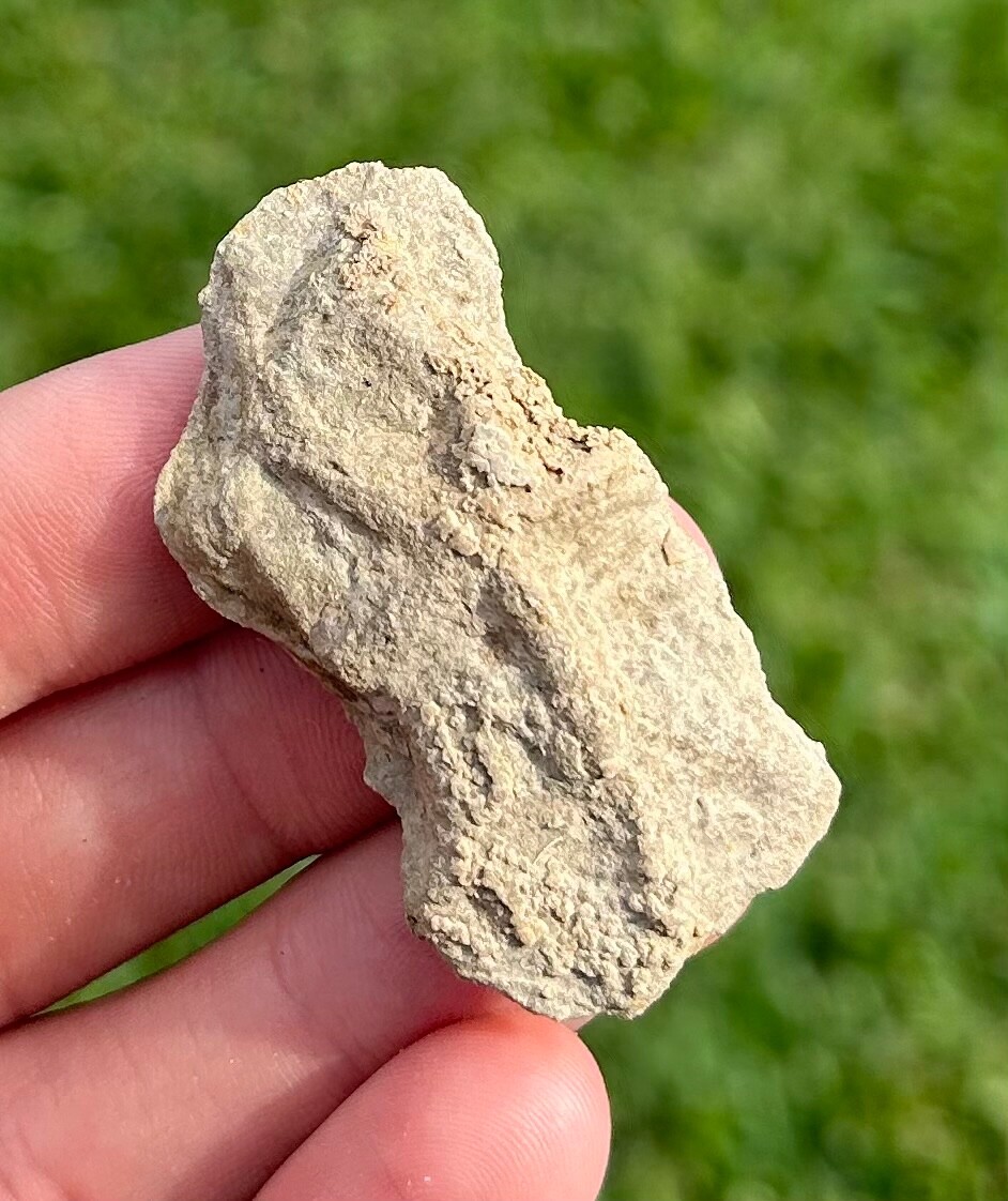 Alabama Fossil Starfish Cast Mississippian Age Bangor Limestone Fm