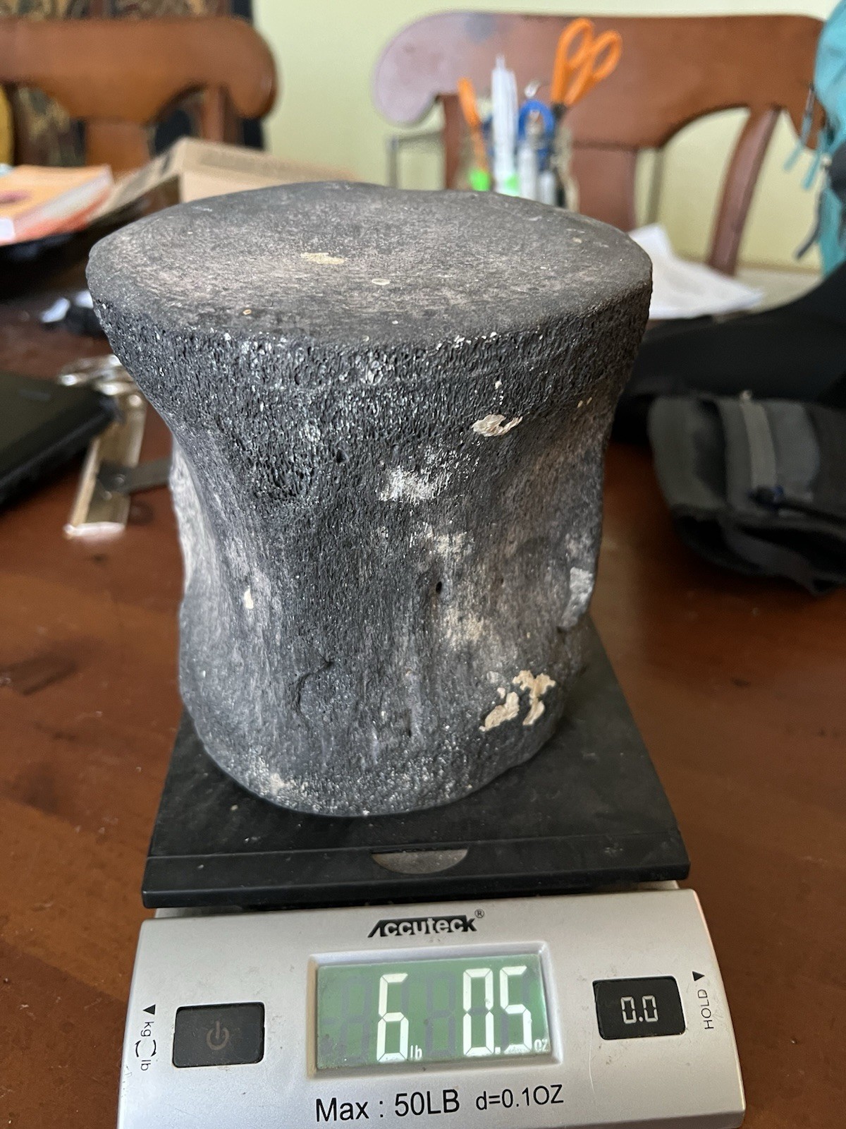 South Florida Whale Vertebrae Fossil