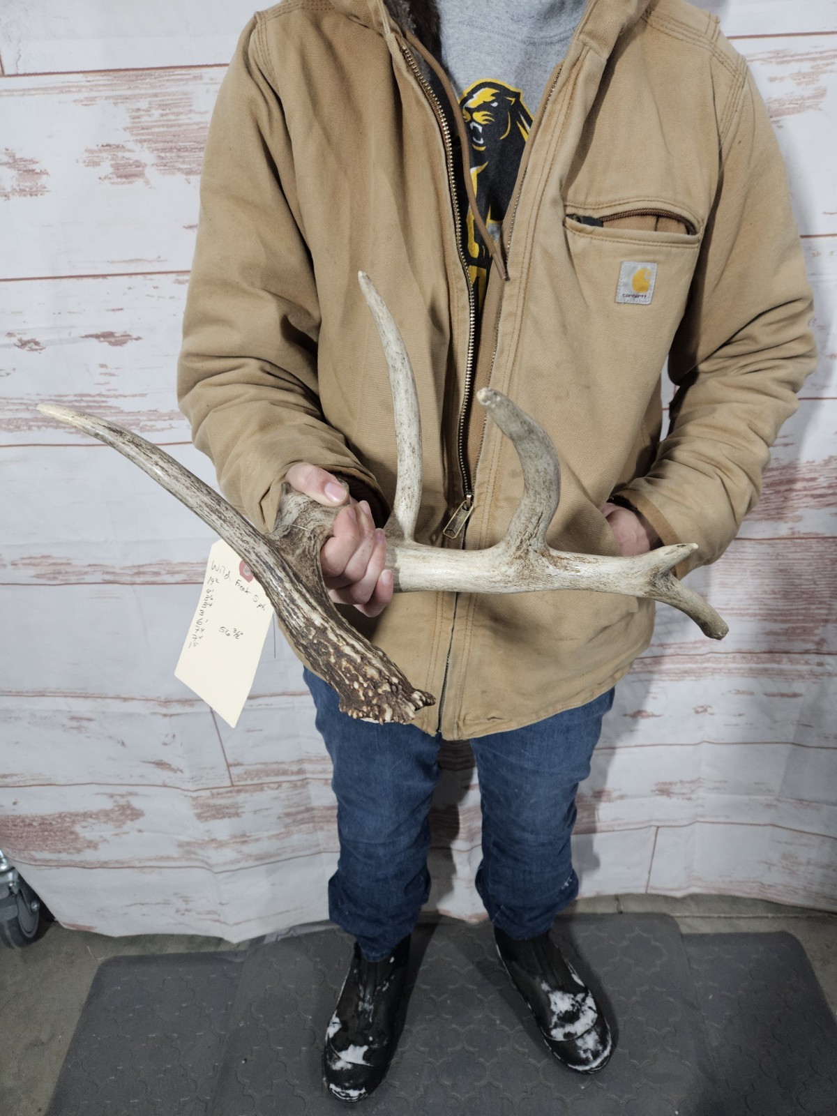 Freak Whitetail Deer Antler Shed Horn Rack Decor 5 Point Man Cave Decor 56"