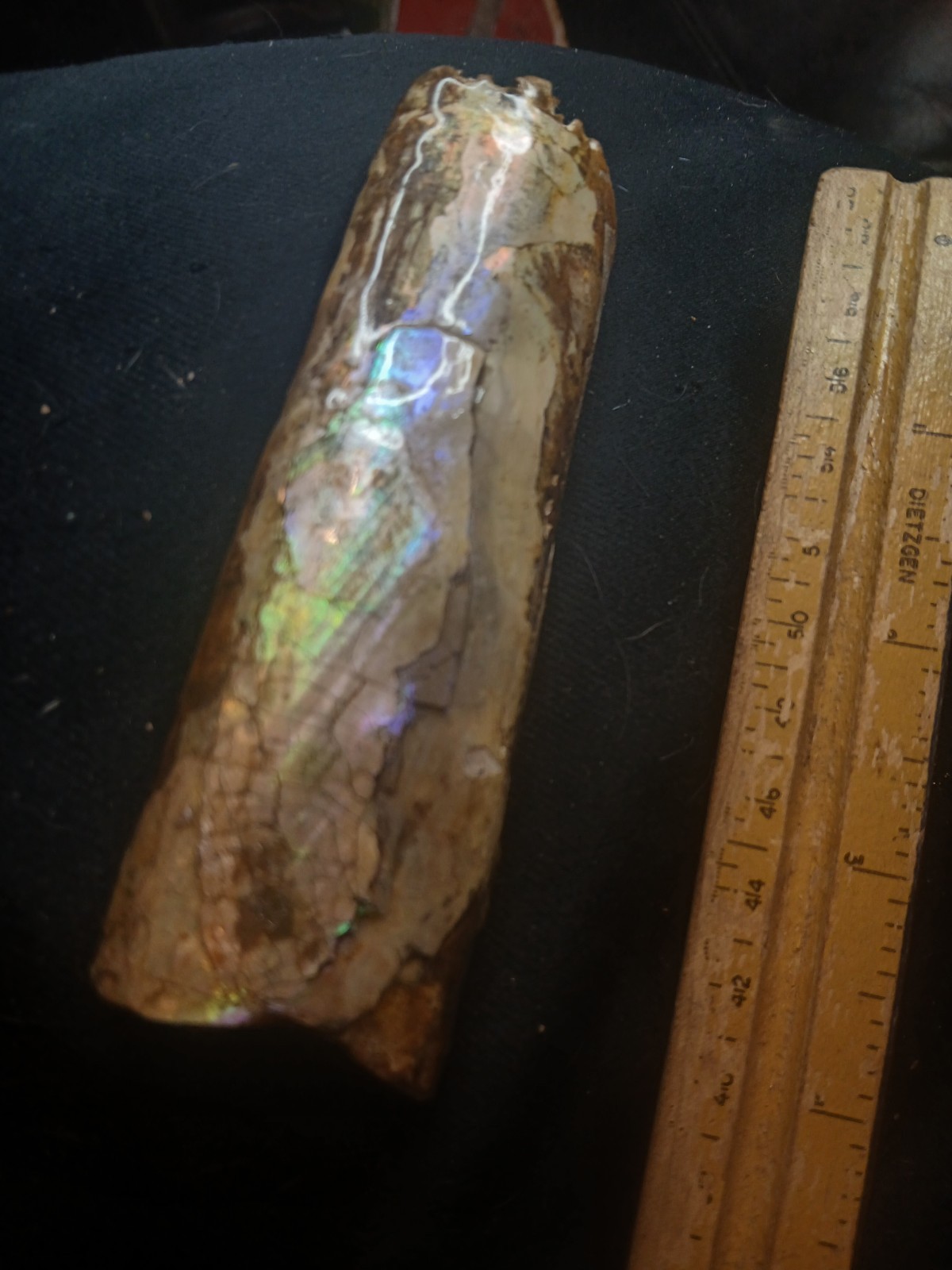 Brilliantly Colored Baculite/Iridescent/Opalized/Ammolite Gemstone