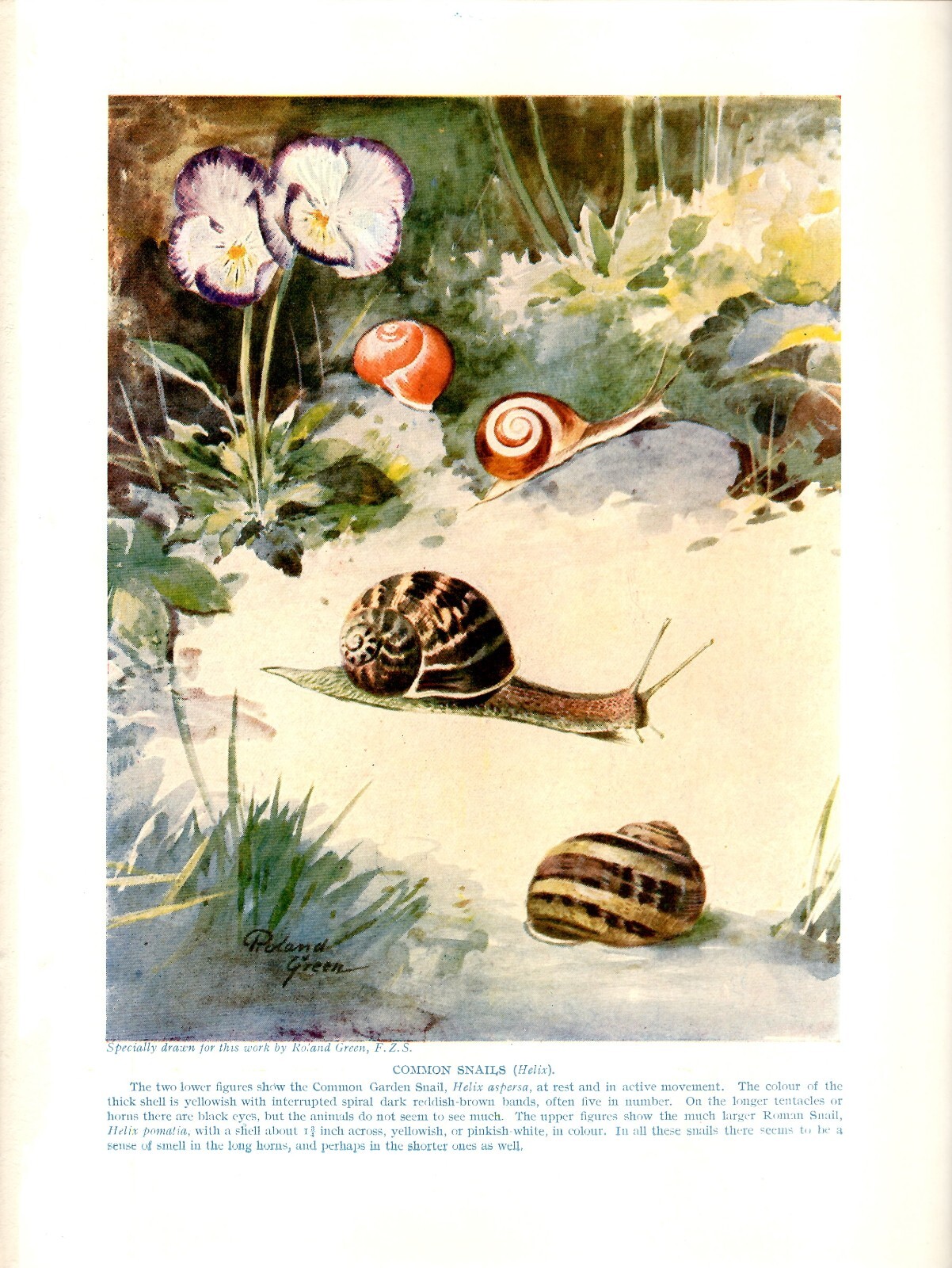 Common Snails  Illustration 1926