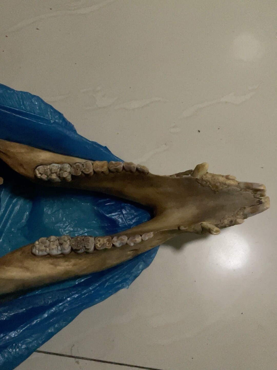 Early Exquisite Bone Fossils - Ancient Fossil Specimens