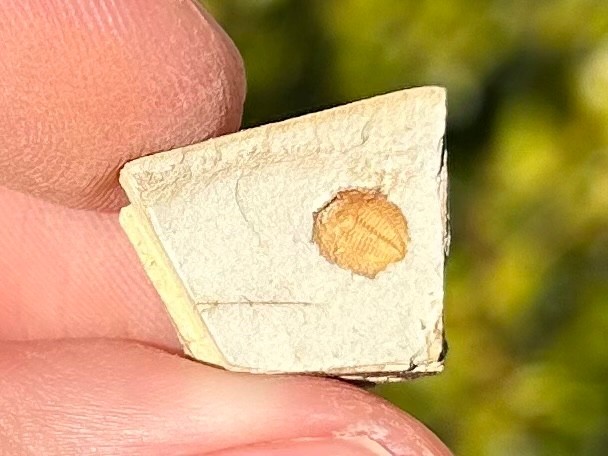 Georgia Fossil Trilobite Aphelaspis brachyphasis Conasauga Formation Cambrian