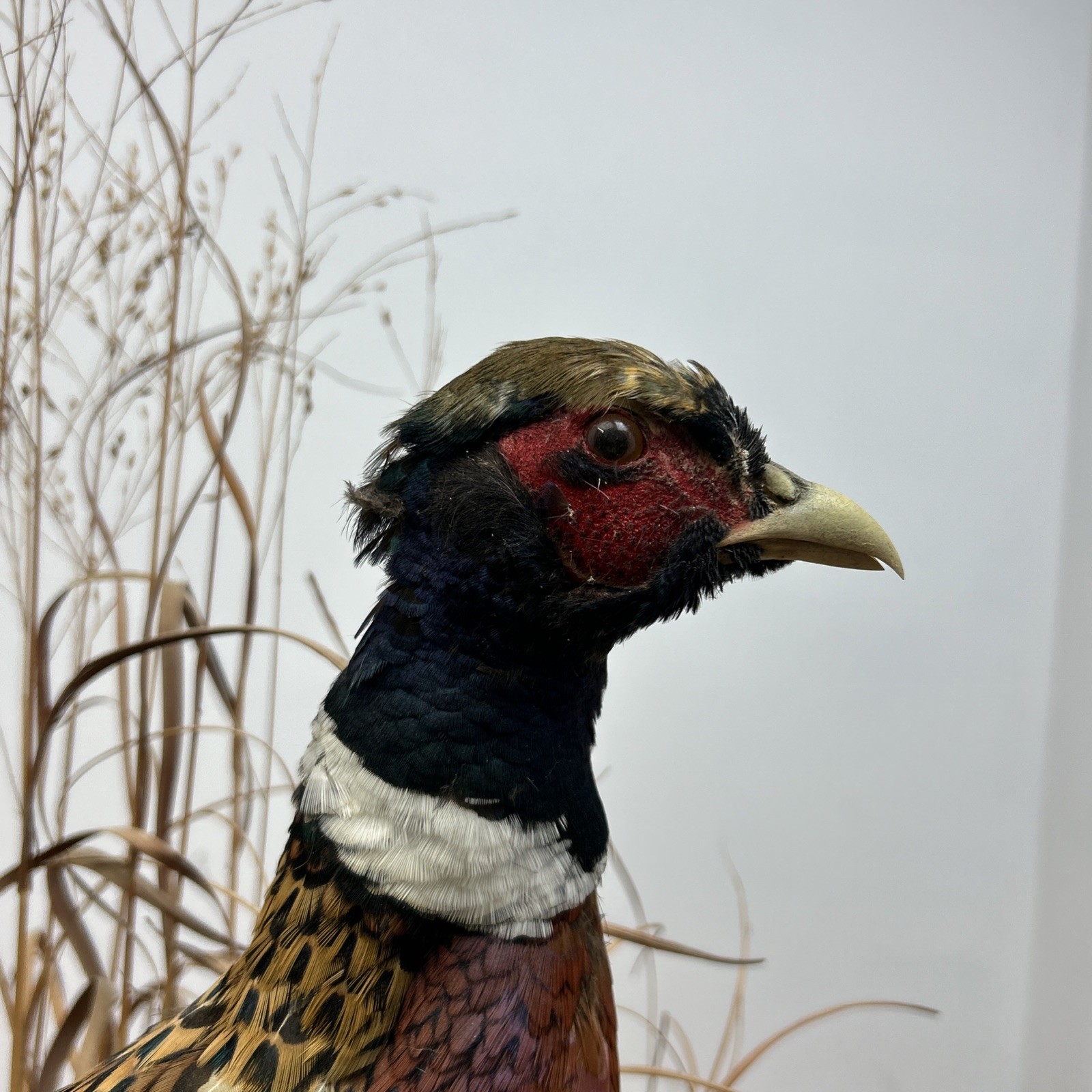 Ringneck Rooster Pheasant Taxidermy Standing Mount Habitat Base Foliage
