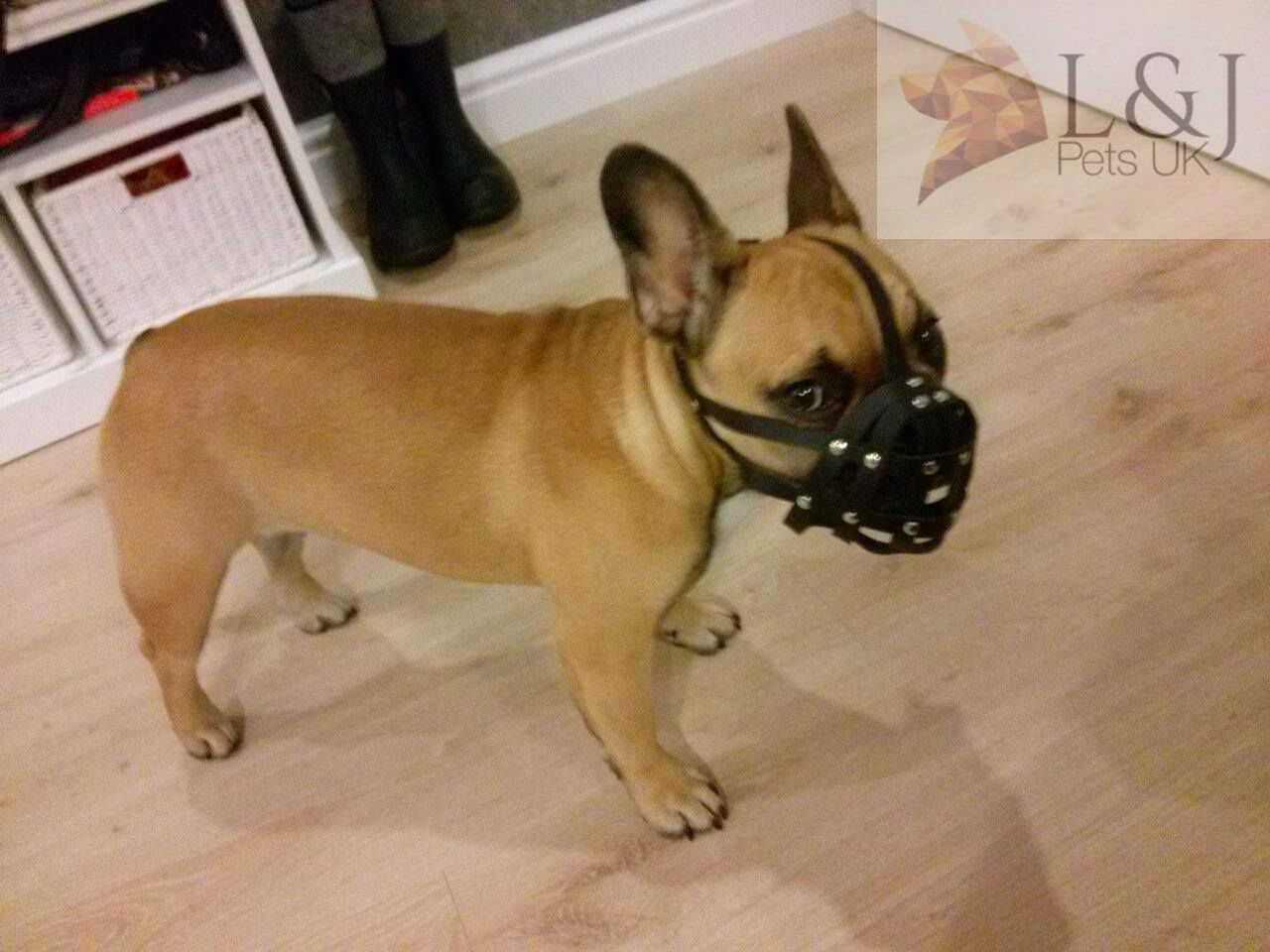 Leather Dog Muzzle | French Bulldog & Similar | Lightweight, Durable, Elegant