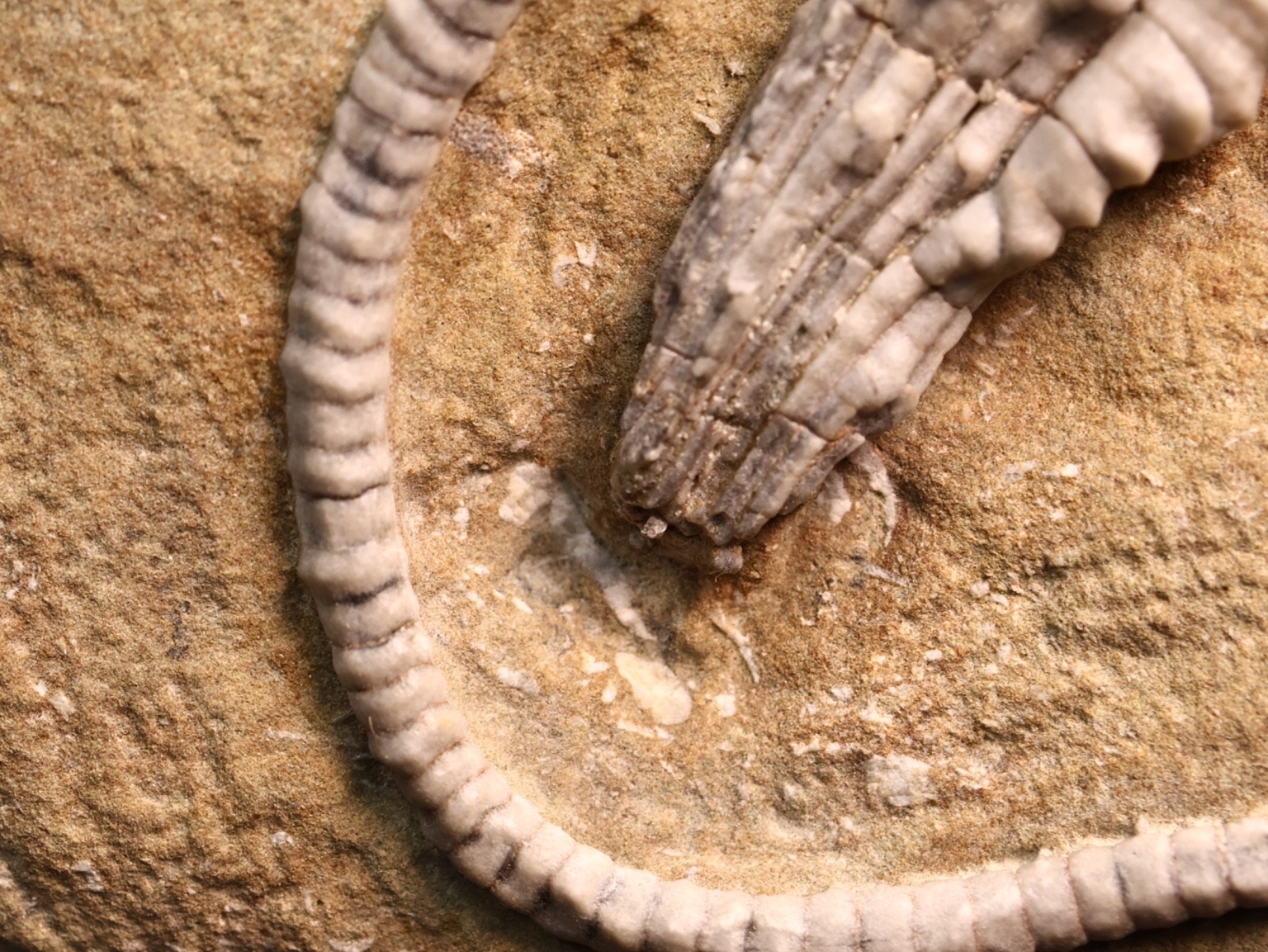 Wound Up Fossil Crinoid, Crawfordsville, IN