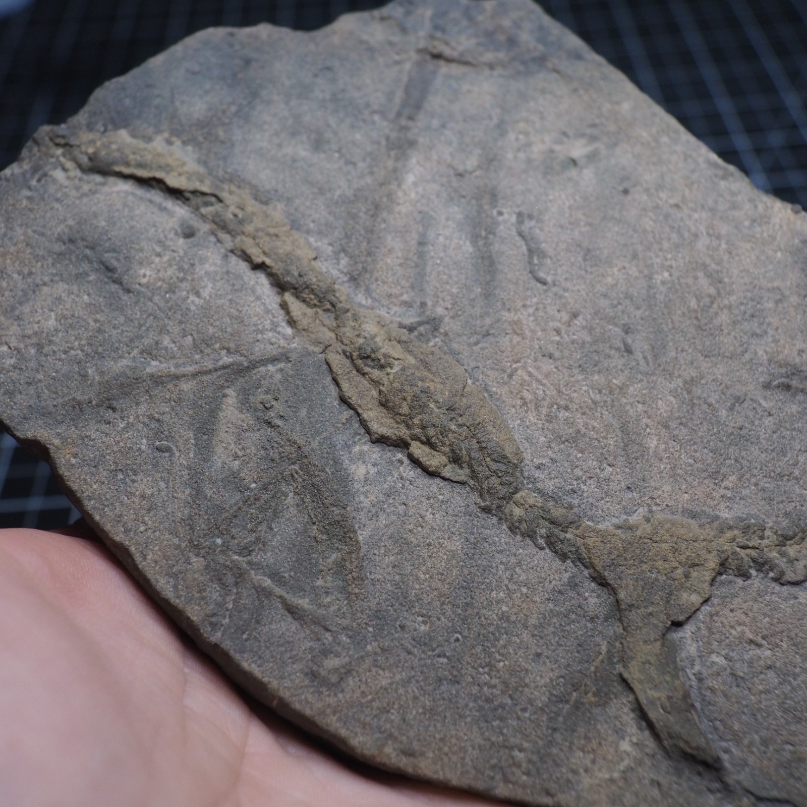 Trilobite Trace Fossil Cruziana Feeding Track Ordovician Morocco Star Trace
