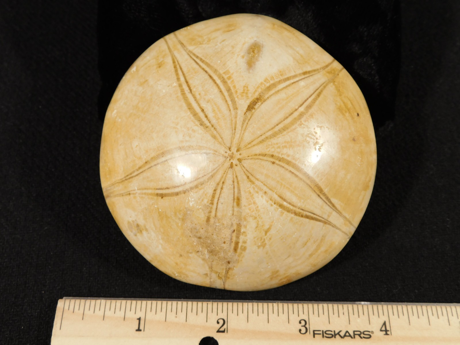 Big! Polished 150 Million Year Old! AAA SAND DOLLAR Fossil Madagascar 259gr
