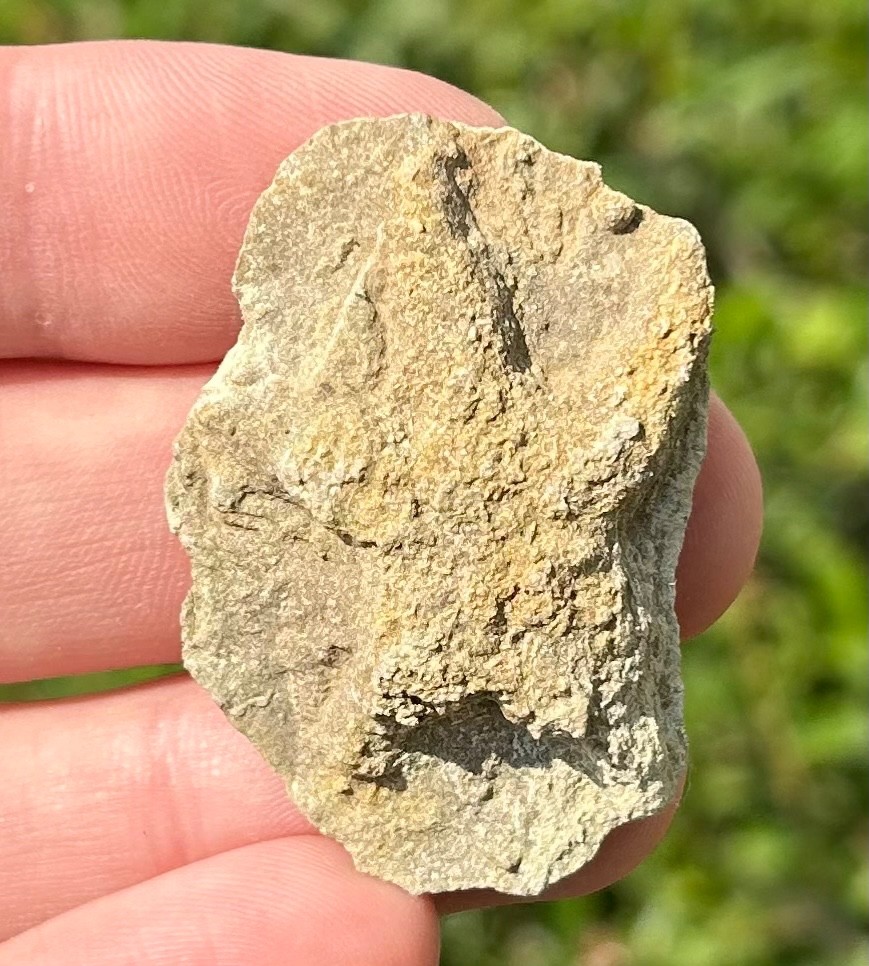 Alabama Fossil Starfish Cast Mississippian Age Bangor Limestone Formation