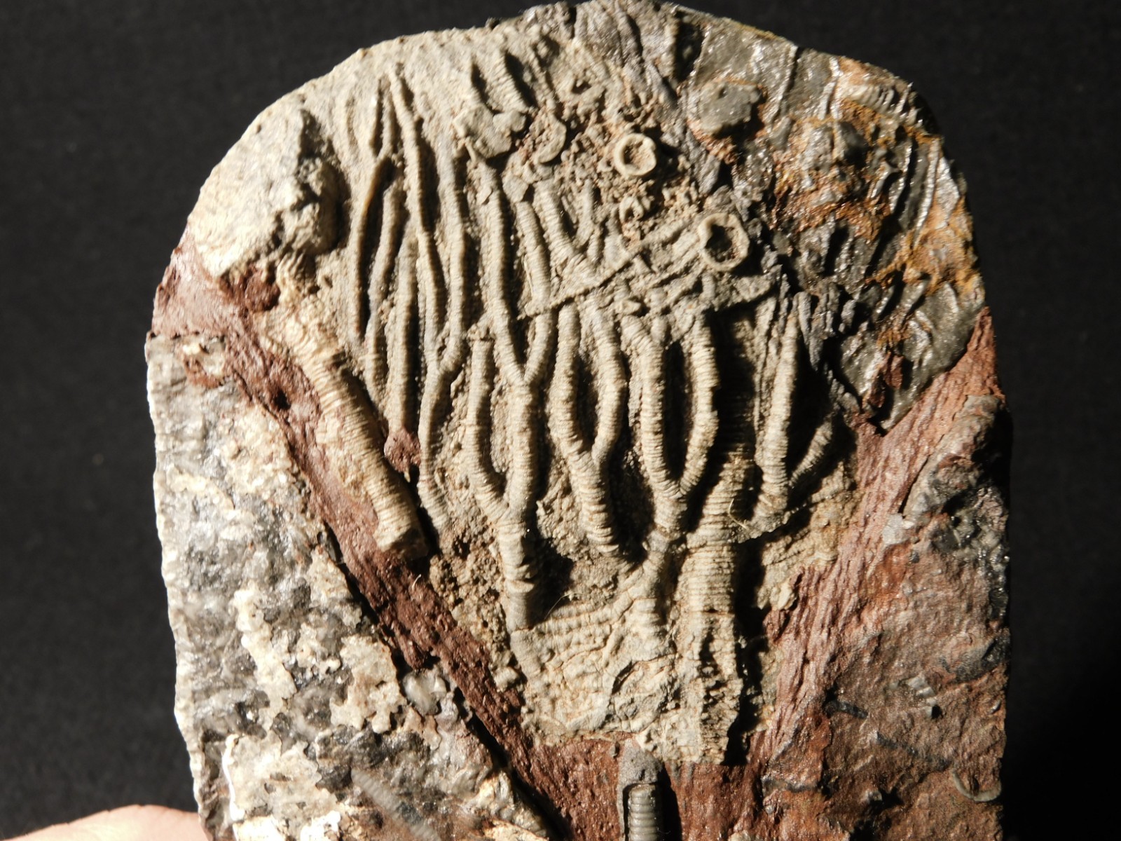 430 Million Year Old! CRINOID Fossil or Sea LILY Fossil Morocco 505gr