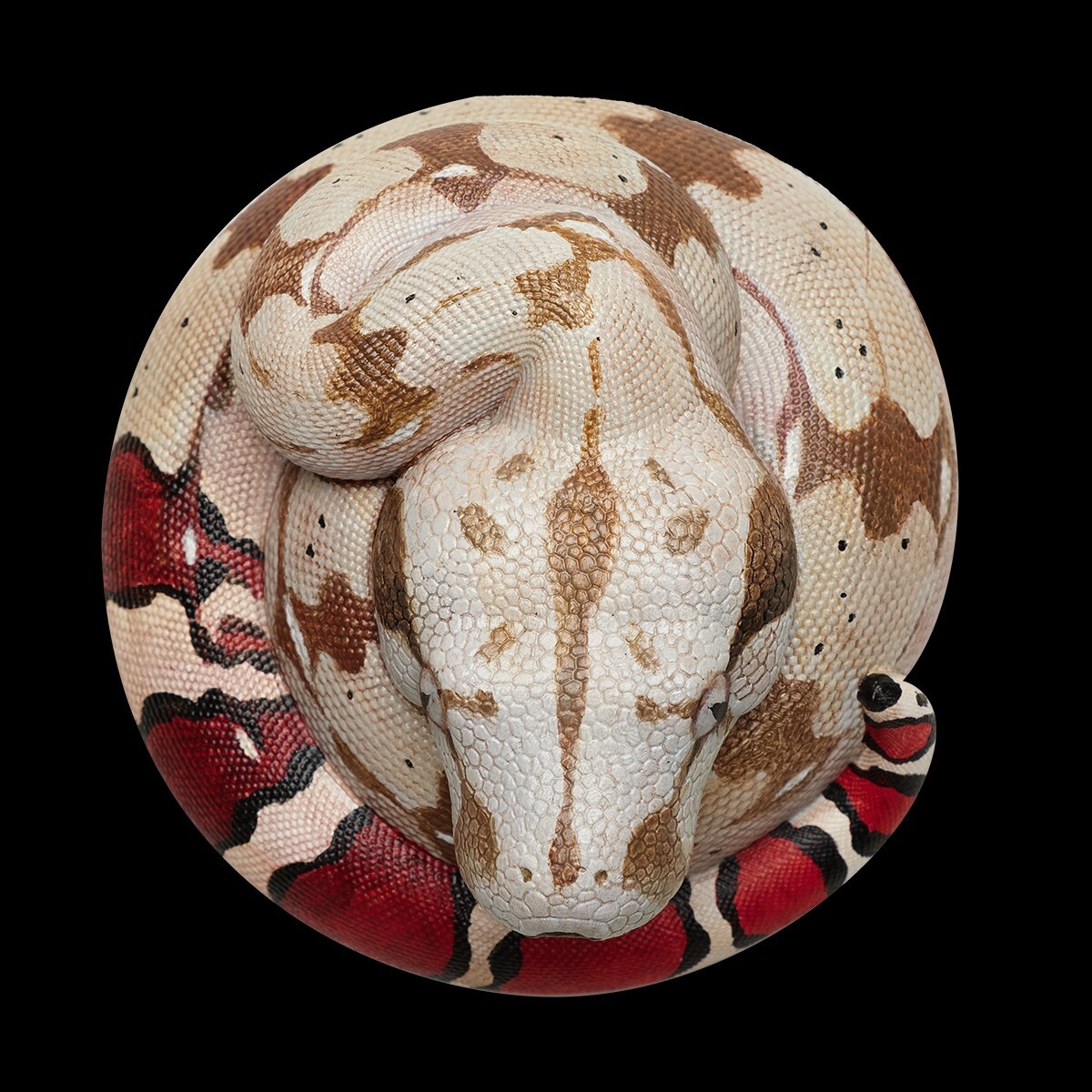 【In-Stock】 Animal Heavenly Body Red-tailed Boa constrictor Snake Statue