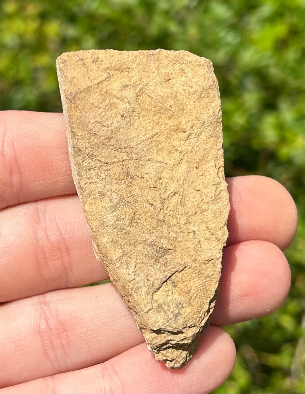 NICE Fossil Crinoid in Matrix Aphelecrinus Alabama Bangor Limestone Formation