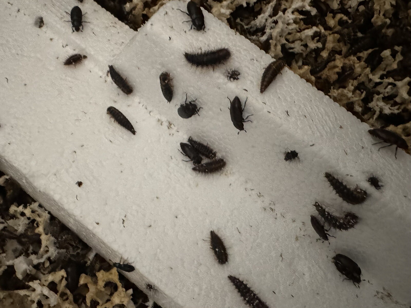 Dermestid Beetles -Taxidermy DIY Euro Mount Skull Cleaner