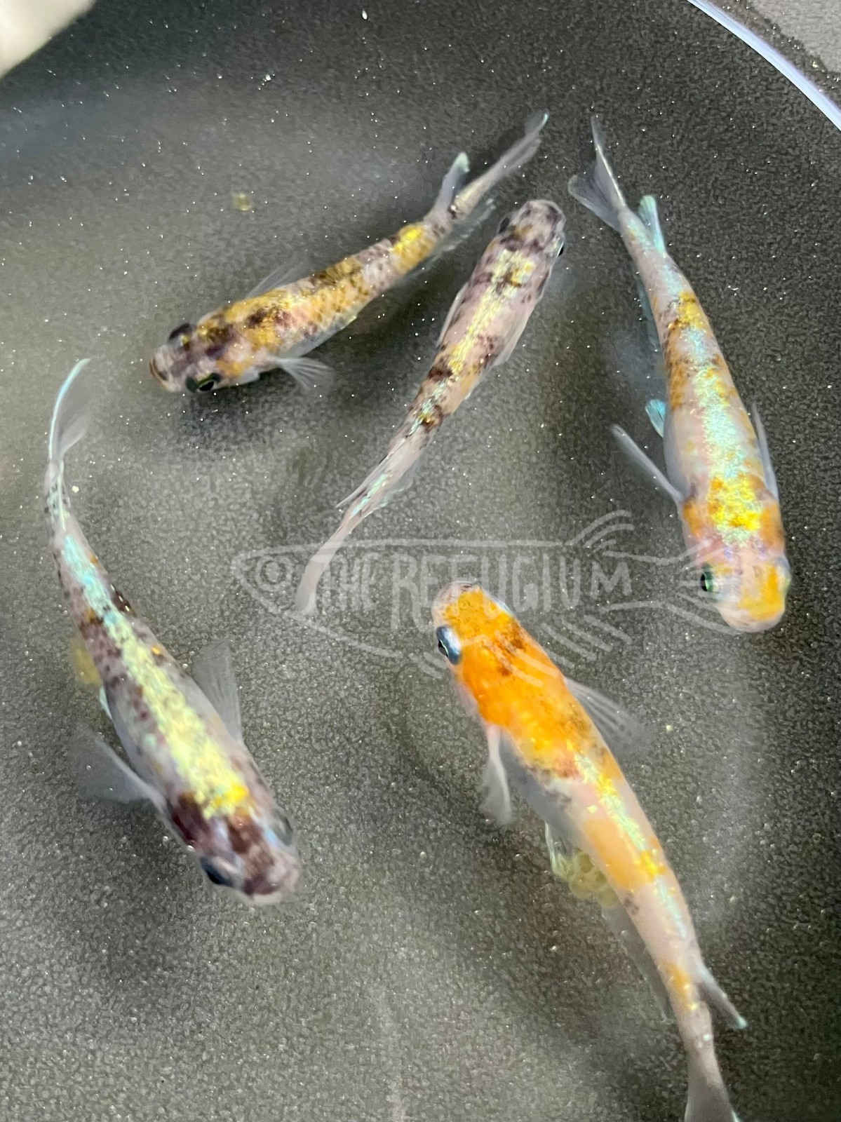 10+ fertilized hatching eggs assorted mystery medaka ricefish