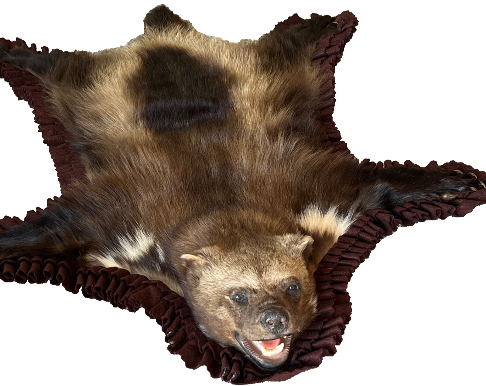 WOLVERINE Full Skin Rug Mount CANADA - Alaska Taxidermy Open Mouth Vintage