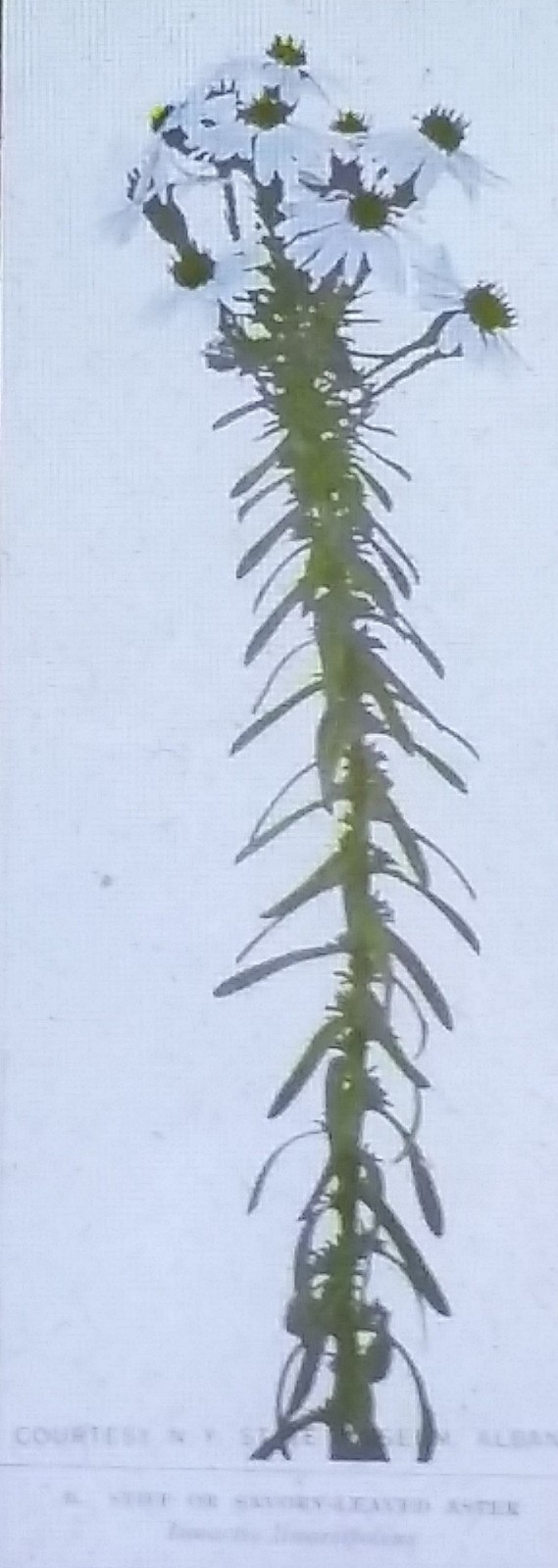 Stiff/Savory-leaved Aster (Worc. Garden Club, MA), Magic Lantern Glass Slide