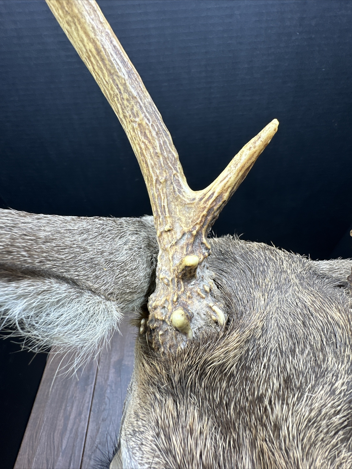 Nice 6 Point Whitetail Deer Buck Shoulder Mount Taxidermy