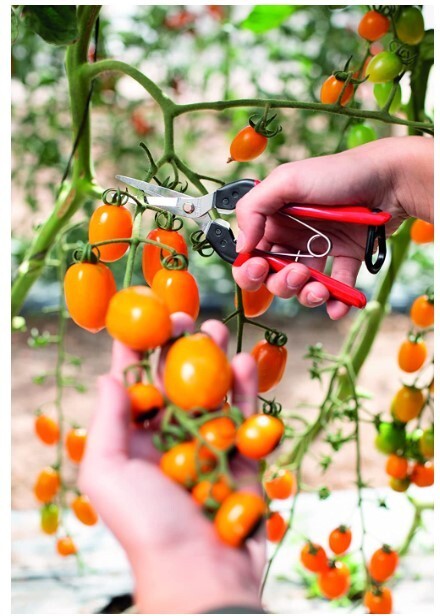 Felco 322 Picking & Trimming snips with steel handles,straight 190mm blade