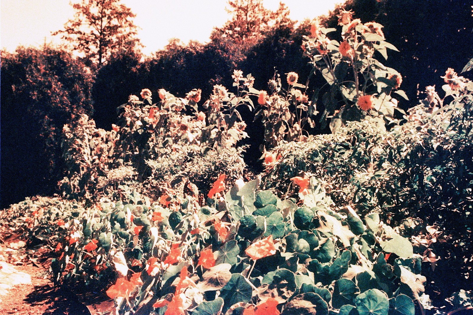 THE MARS PROJECT - BRAND NEW 35mm Color Negative Film 80 ISO - Experimental Fun