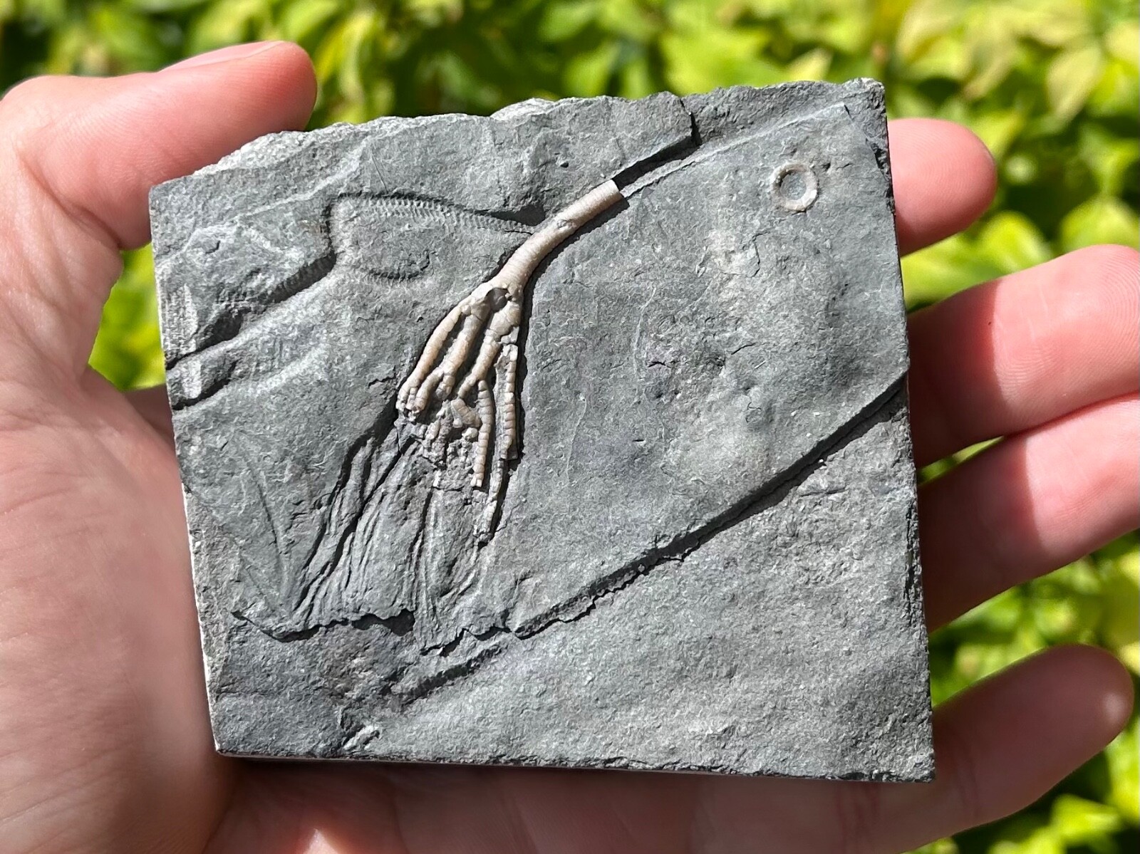 Canada Fossil Crinoid Cupulocrinus humilis NICE Ordovician Age Brechin Ontario