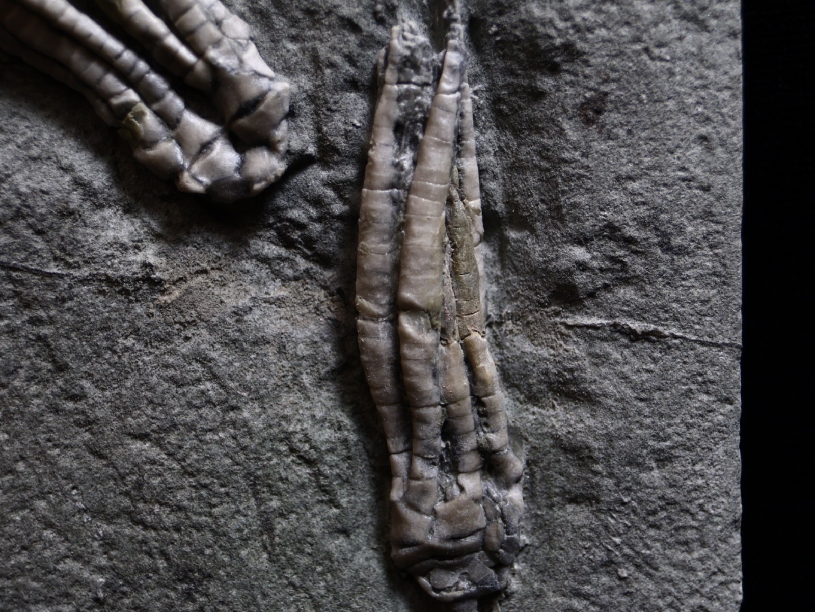 Two Scytalocrinus decadactylus Fossil Crinoids, Crawfordsville, Indiana