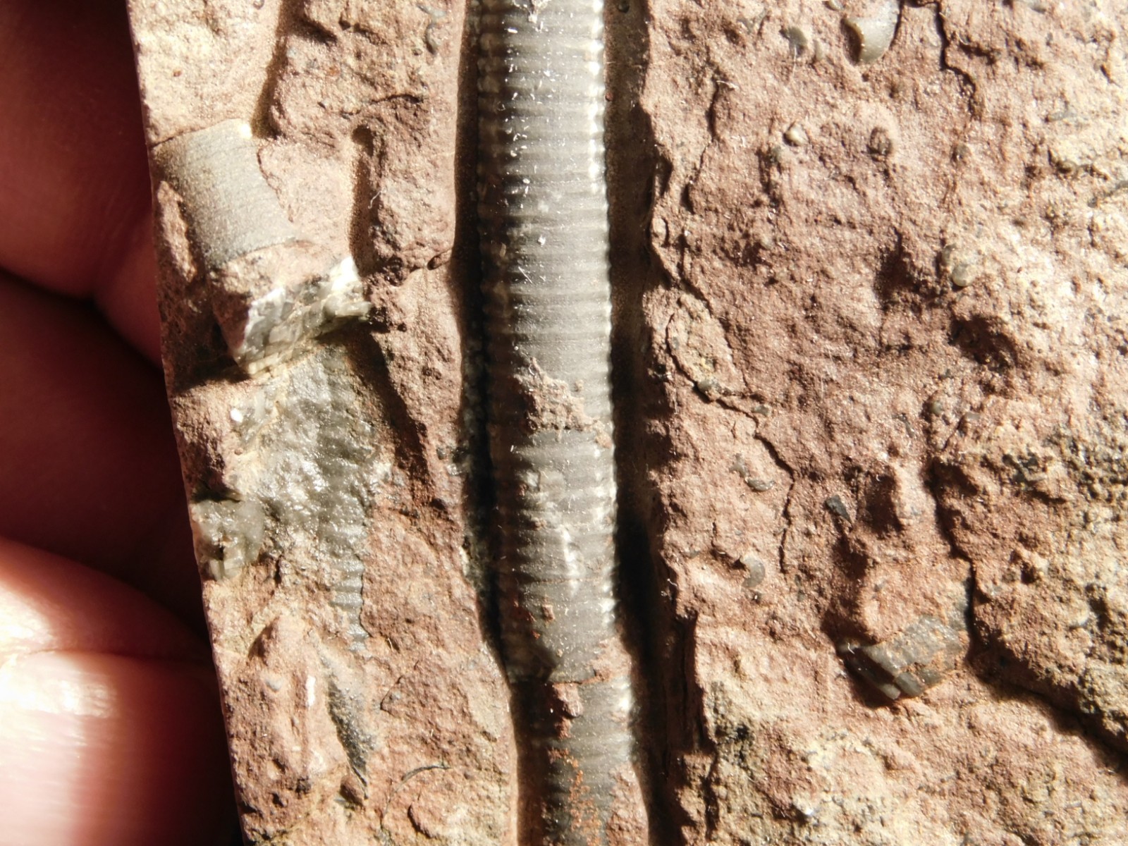 430 Million Year Old! CRINOID Fossil or Sea LILY Fossil Morocco 384gr