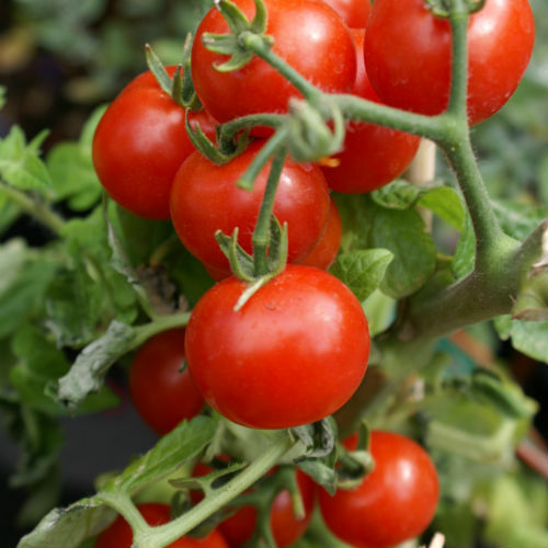 Cherry Tomato Seeds (Large Red) | Heirloom / Non-GMO | Free Shipping | 1025