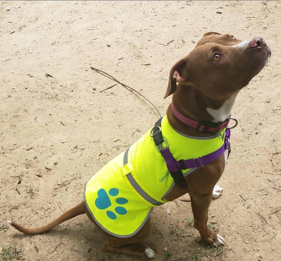 SafetyPUP XD Dog Reflective Vest Hi-Vis Visibility Vest