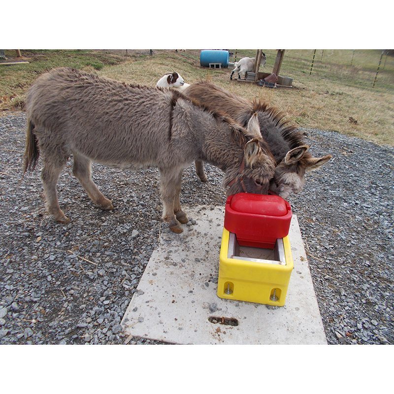 RITCHIE OMNI FOUNT 2 SPECIAL GOAT SHEEP CALVES AUTOMATIC LIVESTOCK WATERER USA