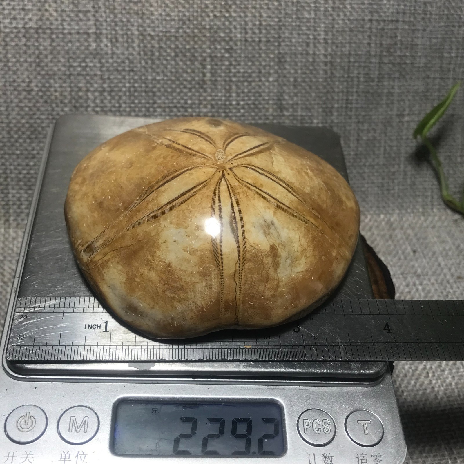 229g Starfish Crystal Specimen 08