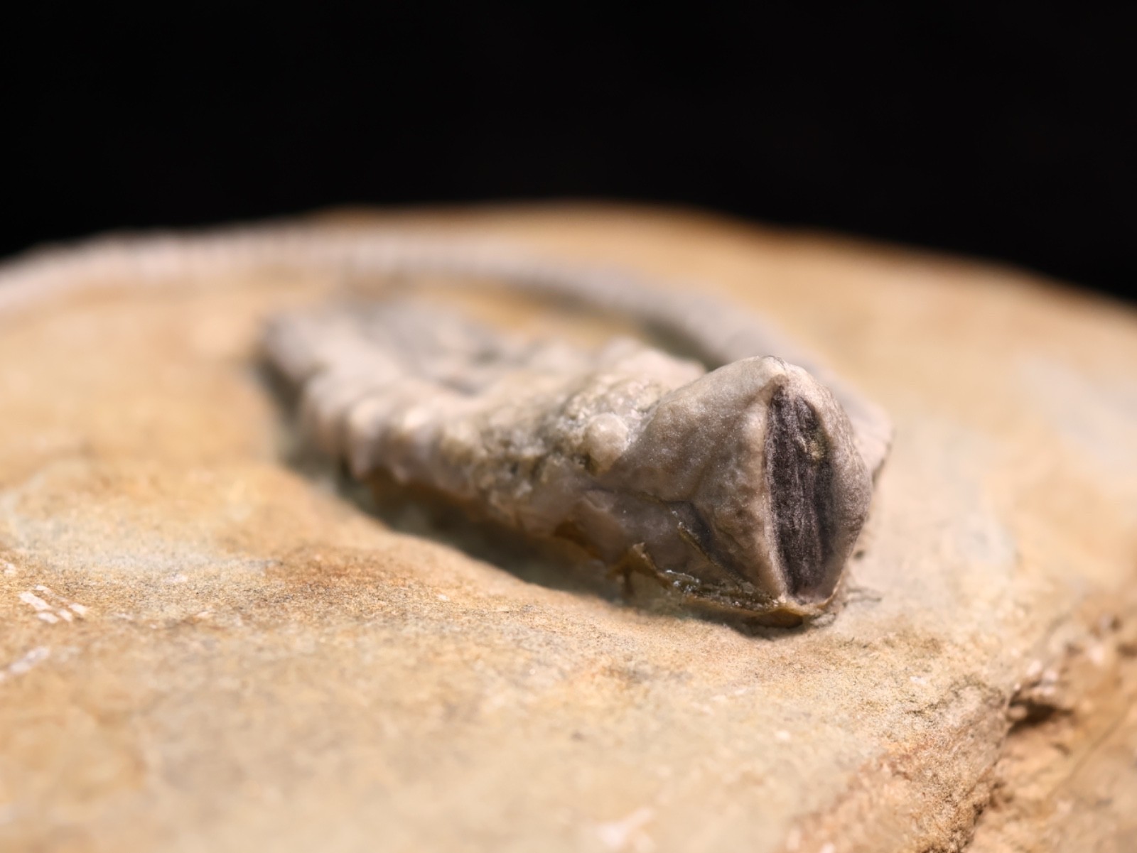 Wound Up Fossil Crinoid, Crawfordsville, IN