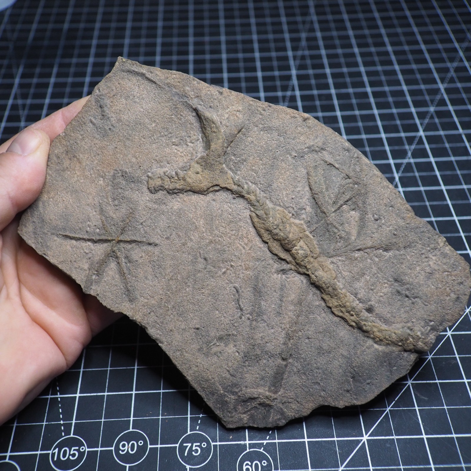 Trilobite Trace Fossil Cruziana Feeding Track Ordovician Morocco Star Trace