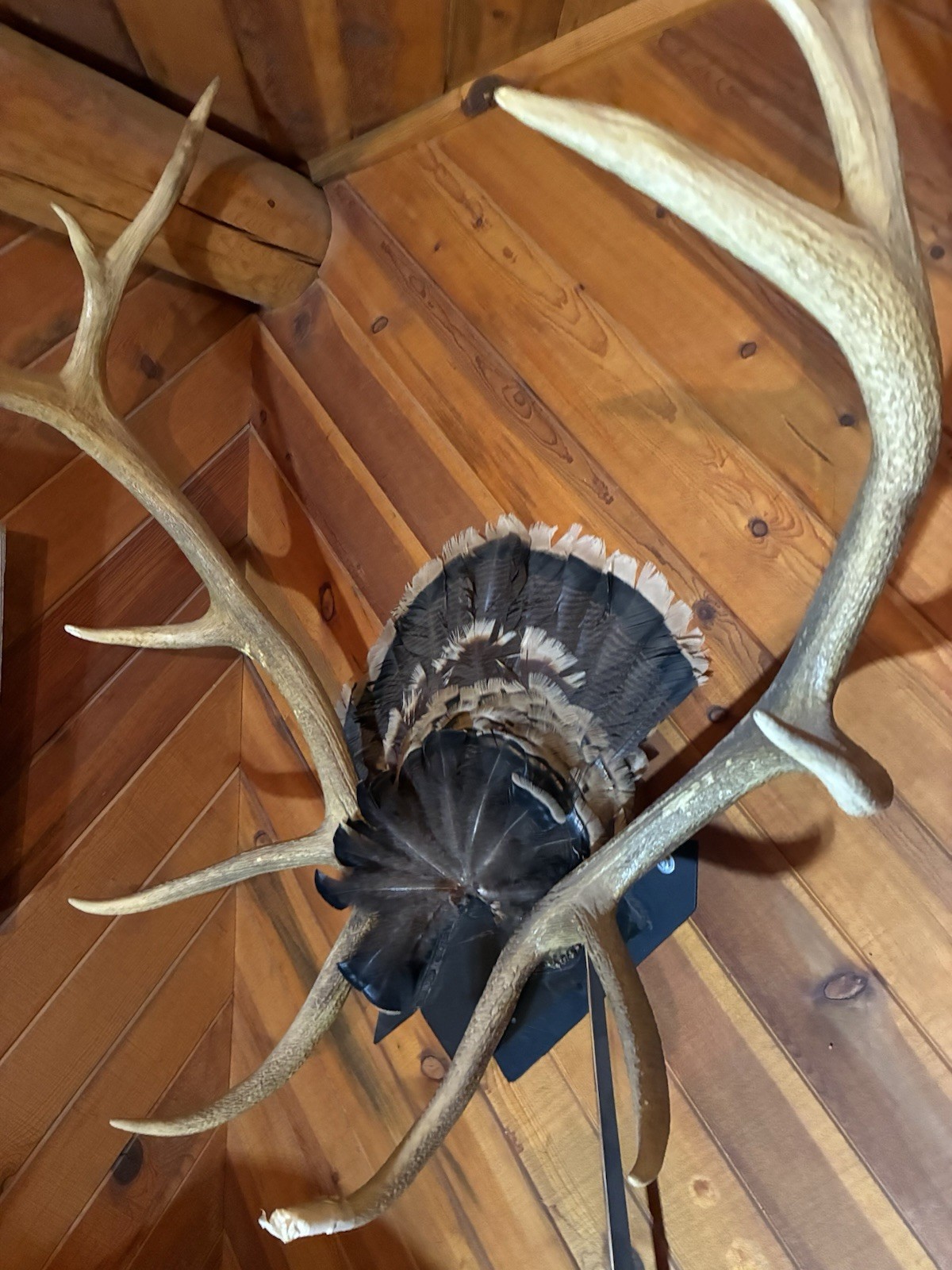 Large Set Of 6x6 Elk Sheds ~ Elk Antlers ~ Mounted Removable