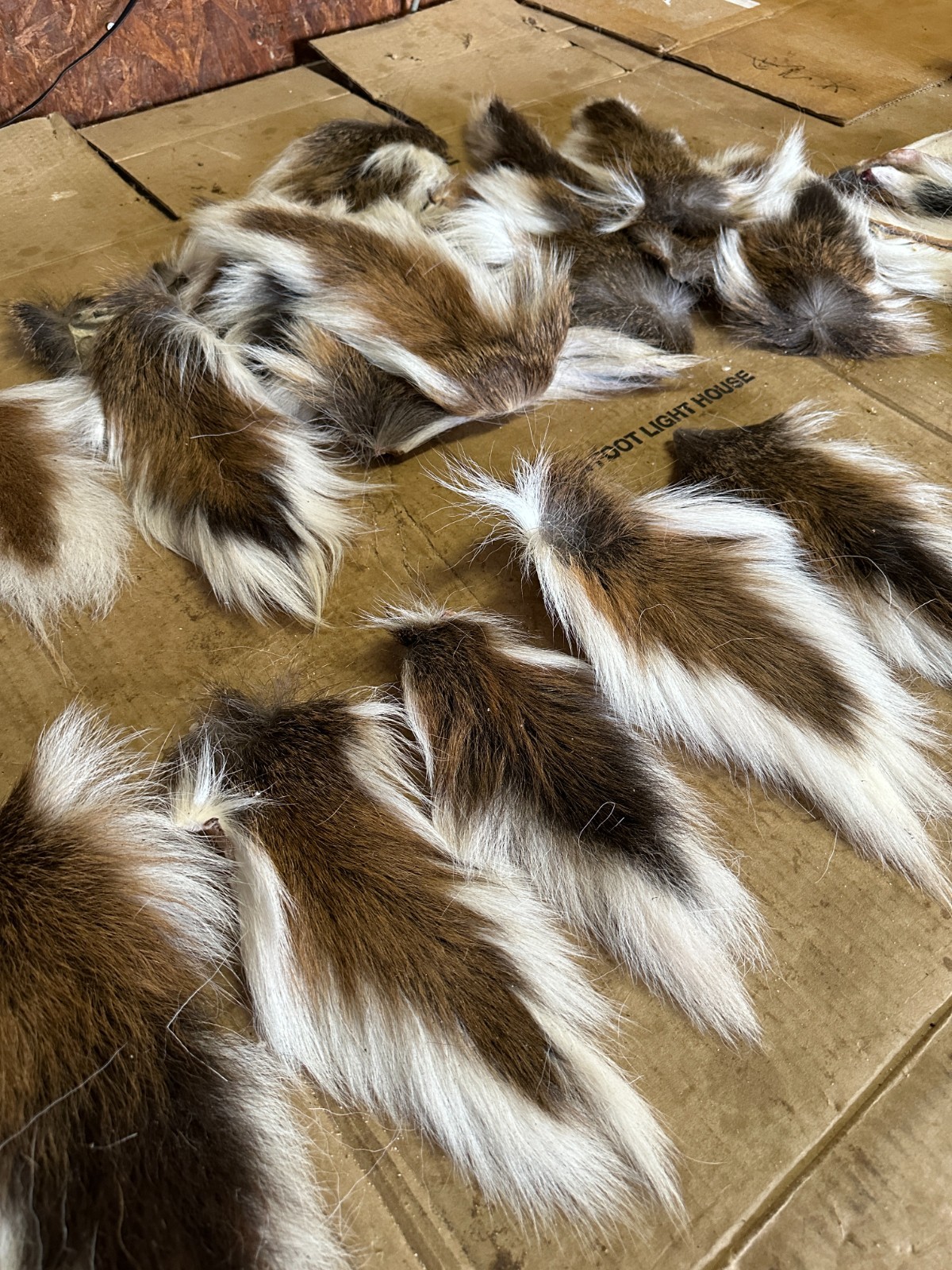 " WEEKLY SPECIAL " 2 DEER TAILS ( READ DISCRIPTION ) 10 INCH PLUS AIR DRIED