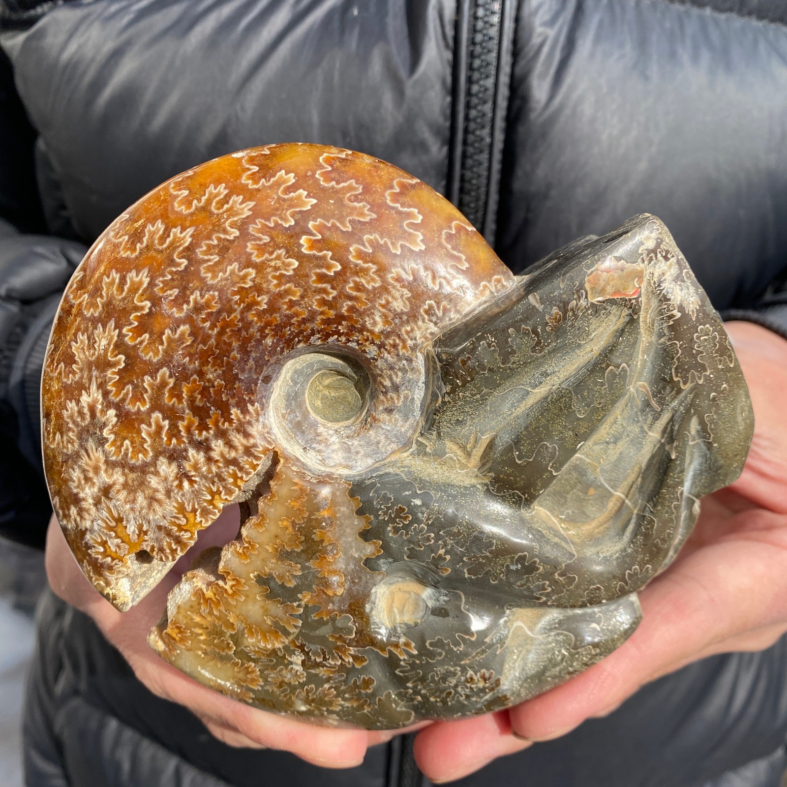 1.1lb Rare Natural Ammonite Fossil Conch Crystal Specimen Healing
