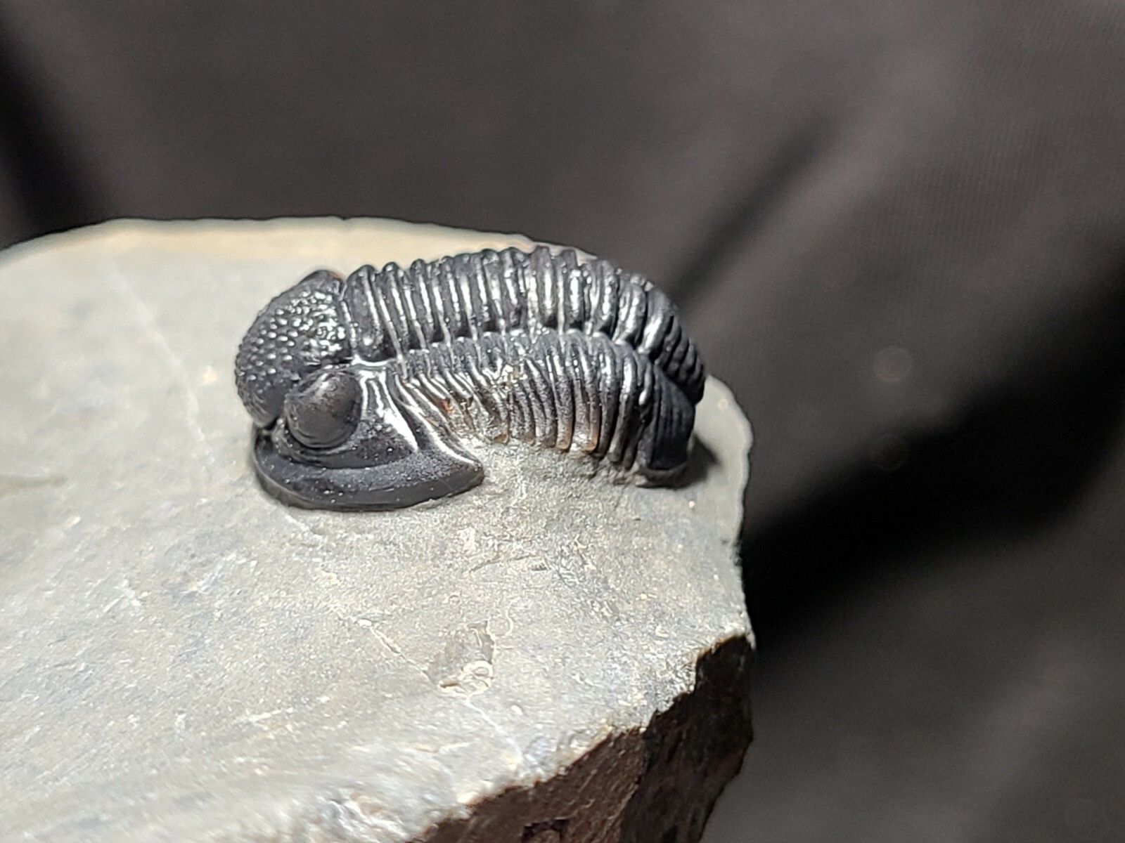 Top Quality double Scabriscutellum trilobite fossil from the Devonian Morocco
