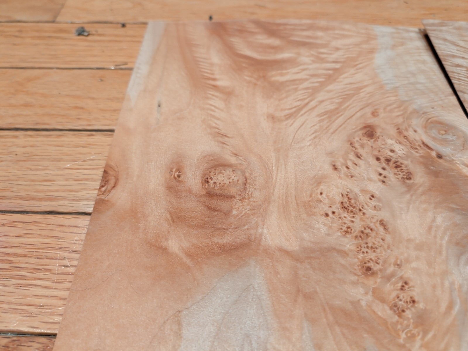 Maple Burl veneer 2 pieces 8" x 10 1/8" each raw 1/42" wood Buckled