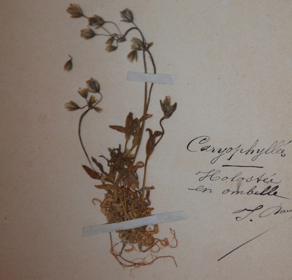 15 FRAMED ANTIQUE BOTANICAL ORIGINAL SPECIMENS ~ FRENCH 19c HERBARIUM PLANT