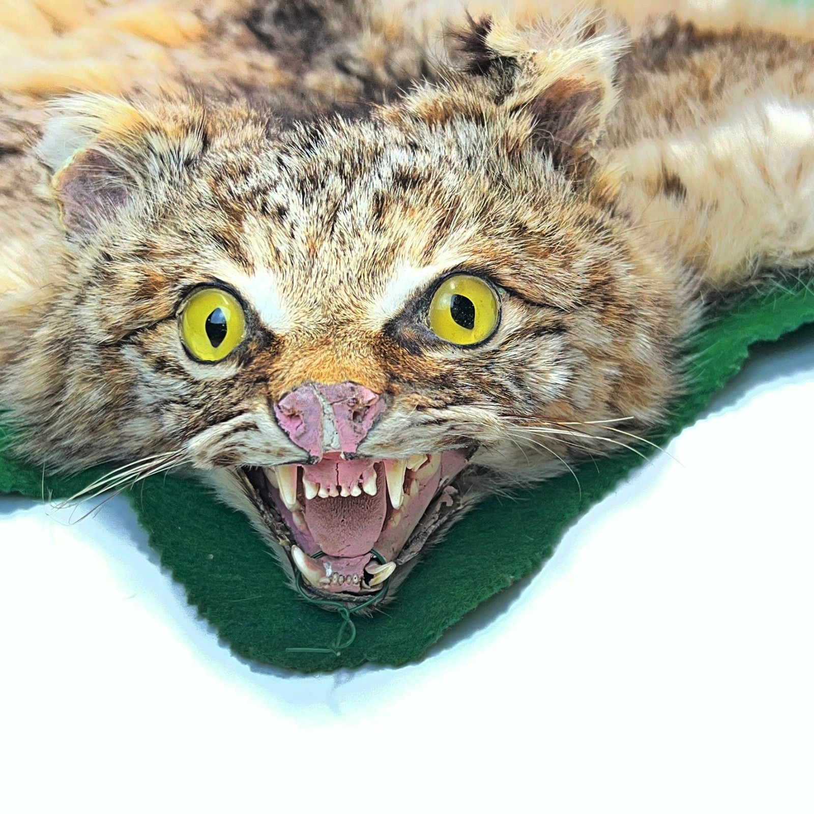 Vtg. Bobcat Taxidermy Rug Mount Full Body Green Felt Border Rustic Cabin Decor