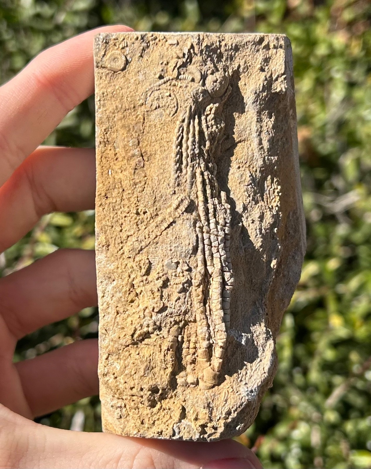 Alabama Fossil Crinoid in Matrix Aphelecrinus bayensis Bangor Limestone Fm