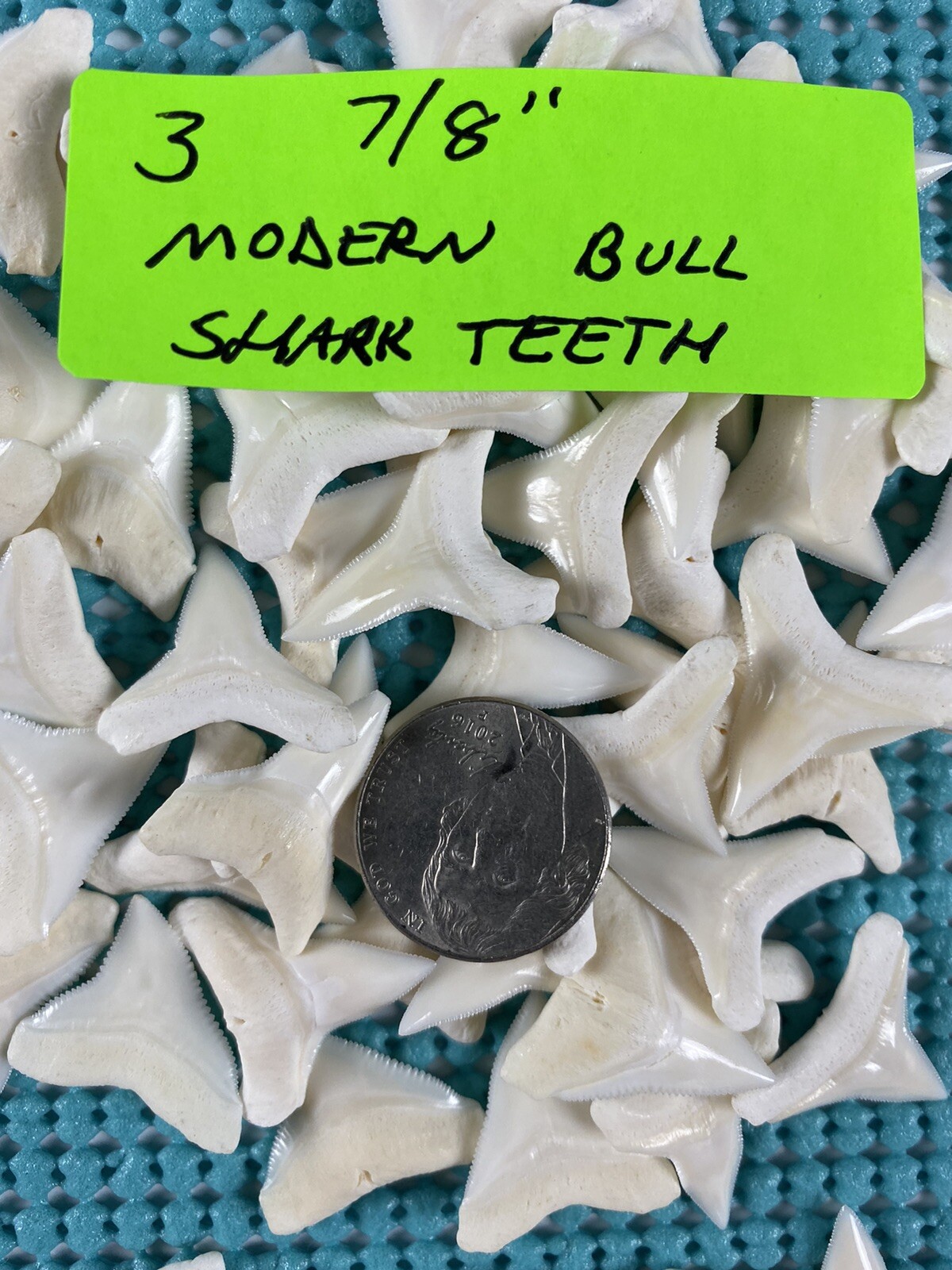 150 Piece Shark Teeth / Fossil Starter Kit From Venice Florida