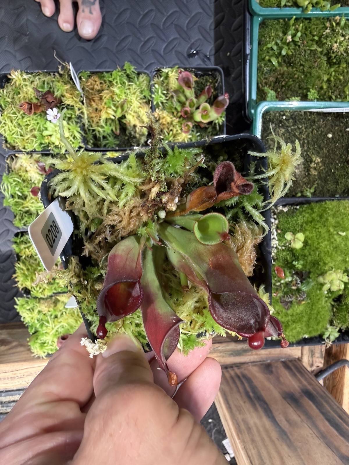 Heliamphora Minor X Cherry Top