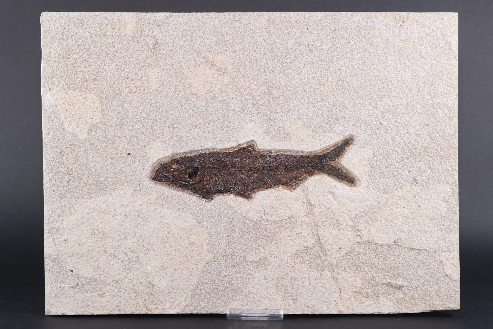 5.3" Knightia eocaena Fossil Fish Fossil Lake Green River Fm Wyoming COA 11627